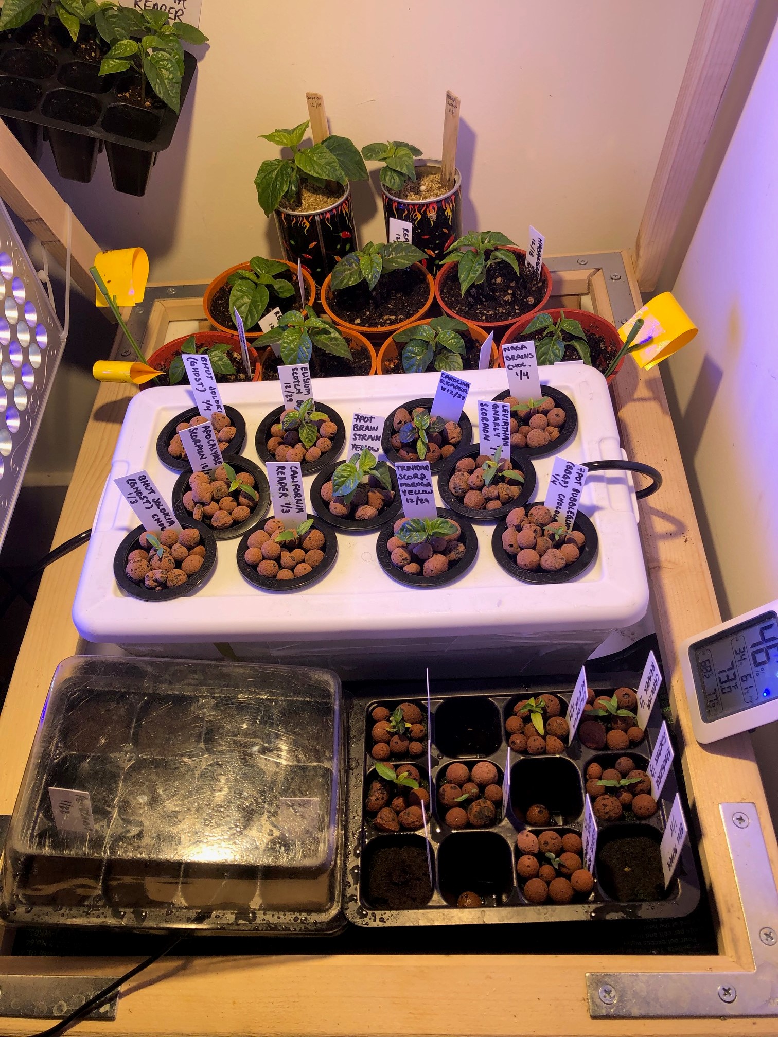 Chili Pepper Seedlings in DWC Hydroponic System
